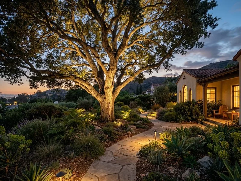 Up-lighting on a mature coast live oak at dusk in Pasadena